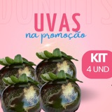 Foto enviada por Julia: kit de 4 uvas do amor